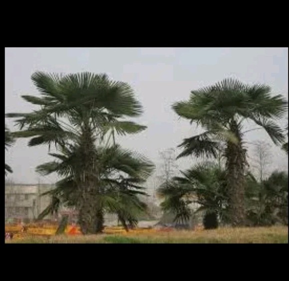 Trachycarpus fortunei Tesan 1 gallon