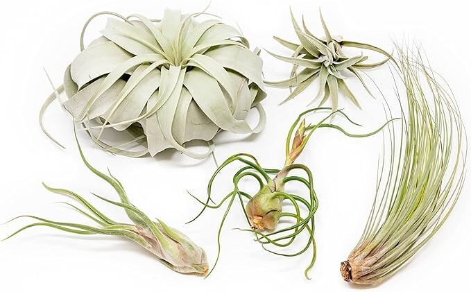 Tillandsia Variety Pack -Xerographica, Juncea, Bulbosa, Caput Medusae & Harrisii