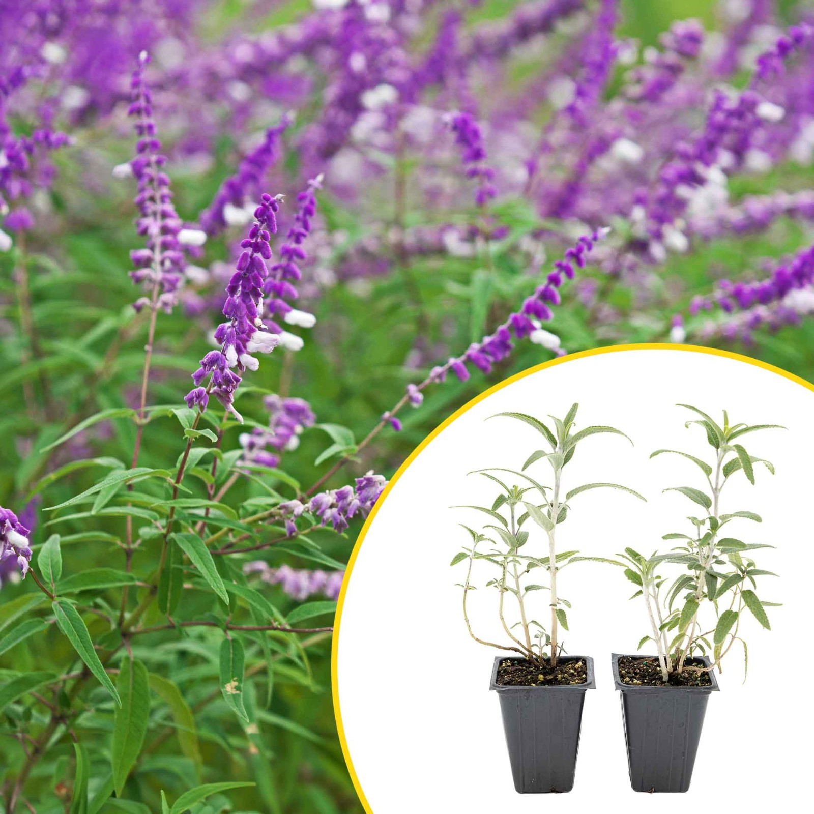 2 Santa Barbara Mexican Sage Plants in 3.5″ Cubes, Live Aromatic Shrub (Salvia)
