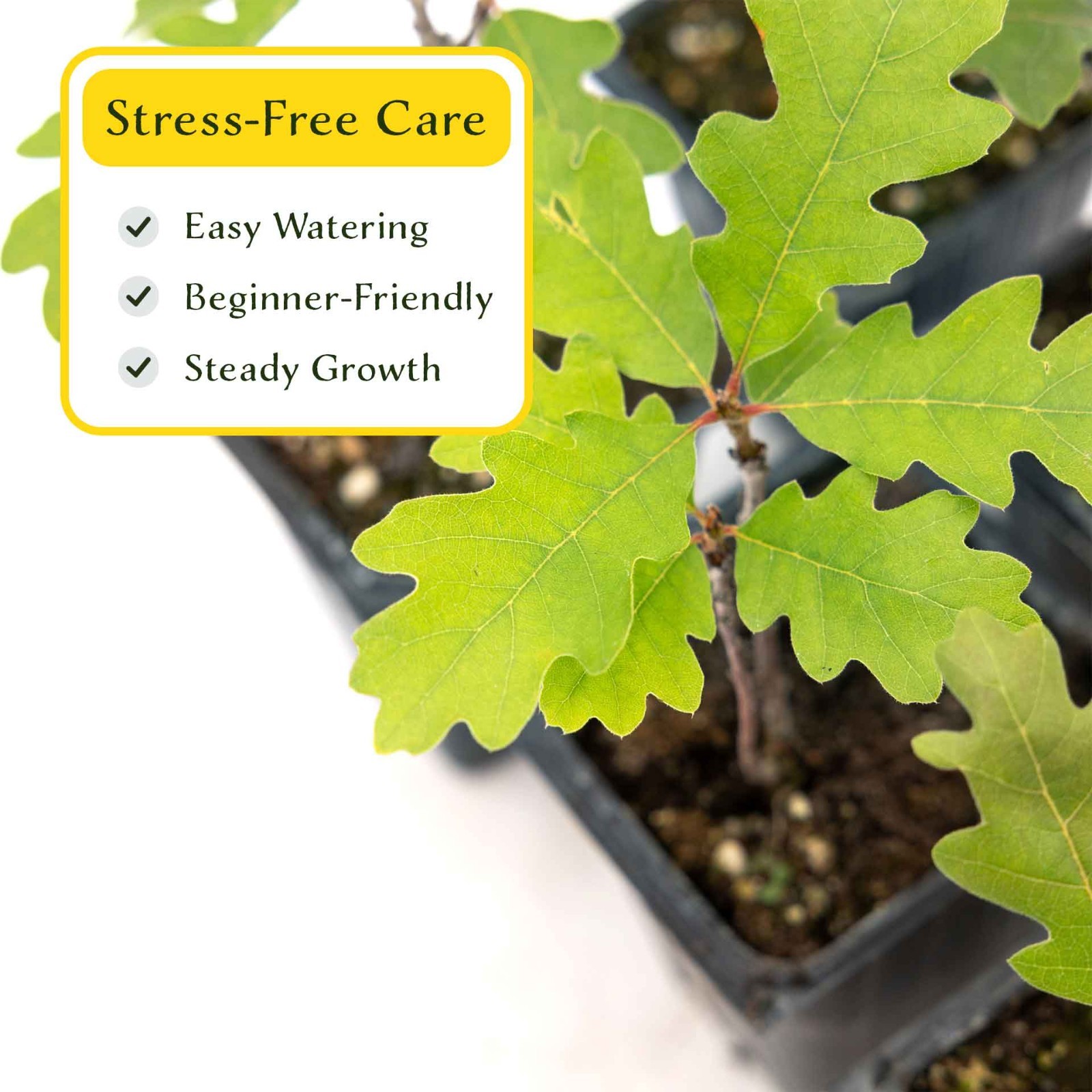 2 Gambel Oak Saplings in 3.5” Cube-Colorful Tree for Shade Landscaping (Quercus)