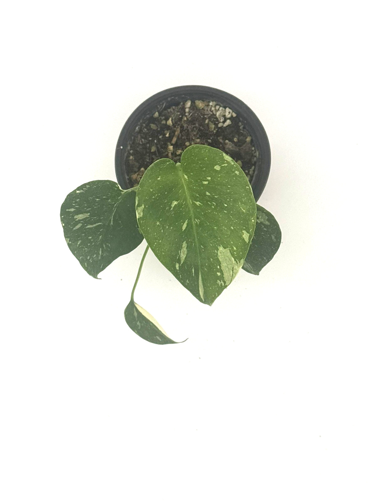 Monstera Thai Constellation 4″ Pot selfwatering Variegated Monstera Houseplants