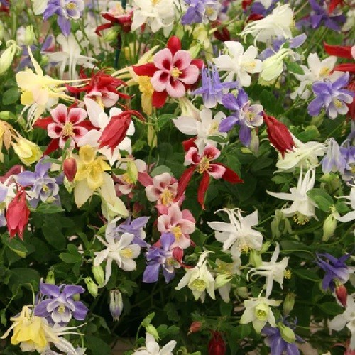 2,500+ McKana Giants Mixed Columbine Flower Seeds Multiple Colors Aquilegia
