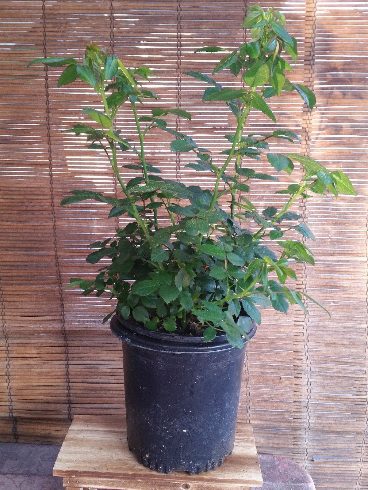 Miniature Rose Live Plants