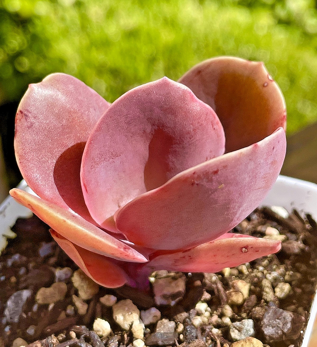 Rare Succulent Burgundy Red Pink Paddle Imported Rooted Live Plant 2.5″