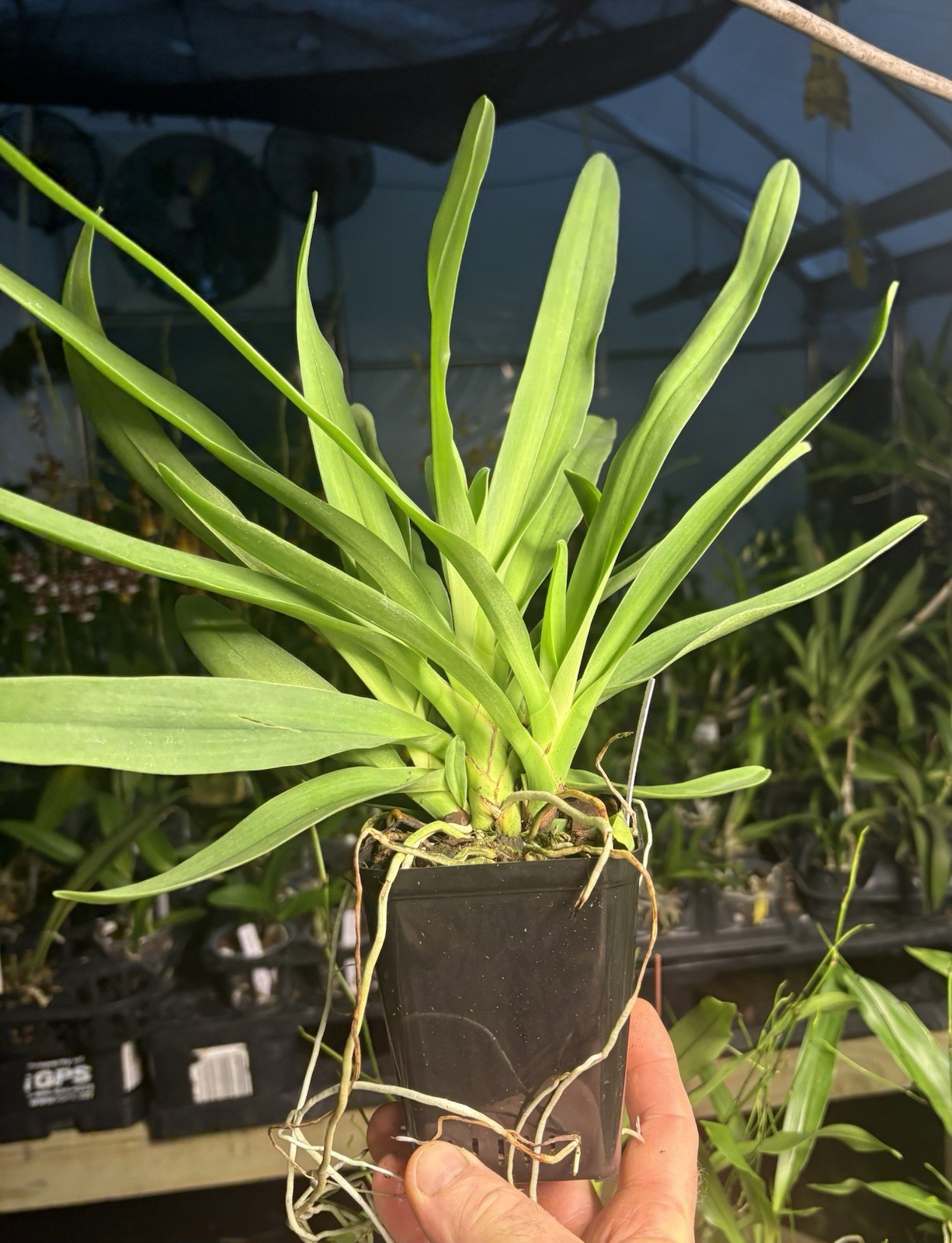Angraecum comorense – Fragrant Species Orchid – Large Plants – 4” Pots