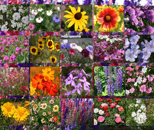 WILDFLOWER MIX CASCADE MOUNTAIN TALL – 1 Oz Bulk Seeds