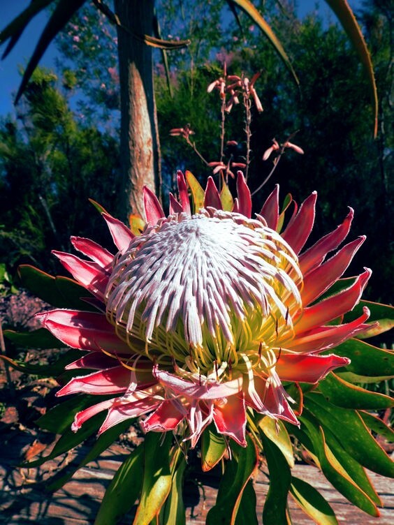 5 KING PROTEA CYNAROIDES SEEDS *GIANT 12″ FLOWERS* Rare Exotic Garden Plant