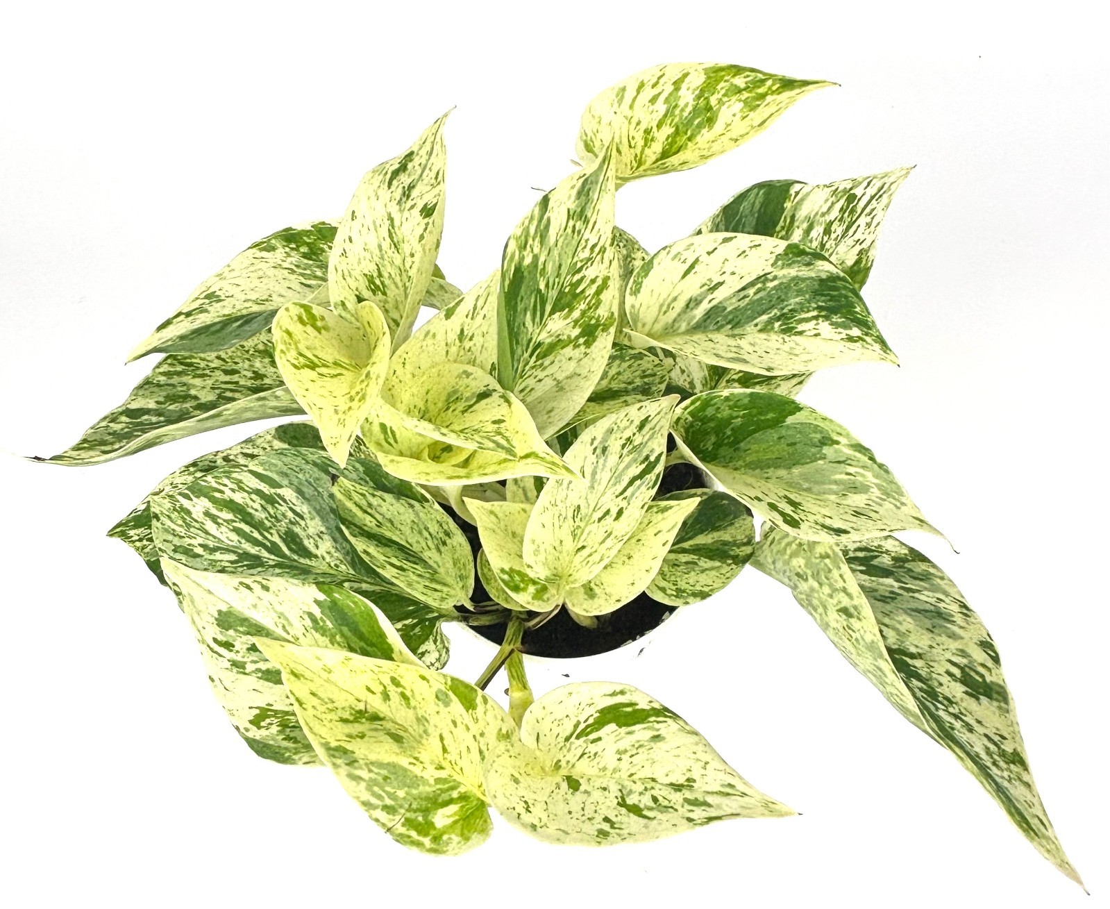 Snow Queen Pothos Epipremnum Aureum Easy Air Purifying House Plants, 4″ pot
