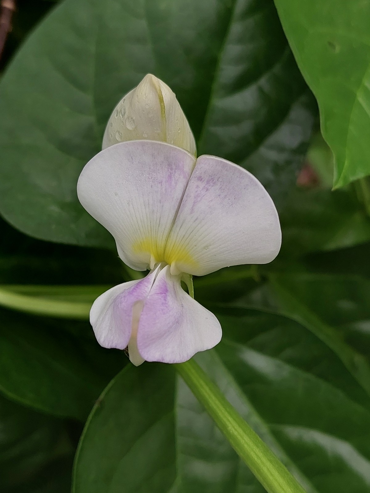 Thai Soldier long bean (Vigna unguiculata) 50 seeds. Harvested Dec 2025!