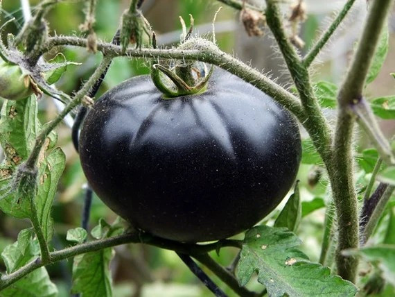 240+ Black Beauty Tomato Seeds – Organic – Heirloom —————— RARE