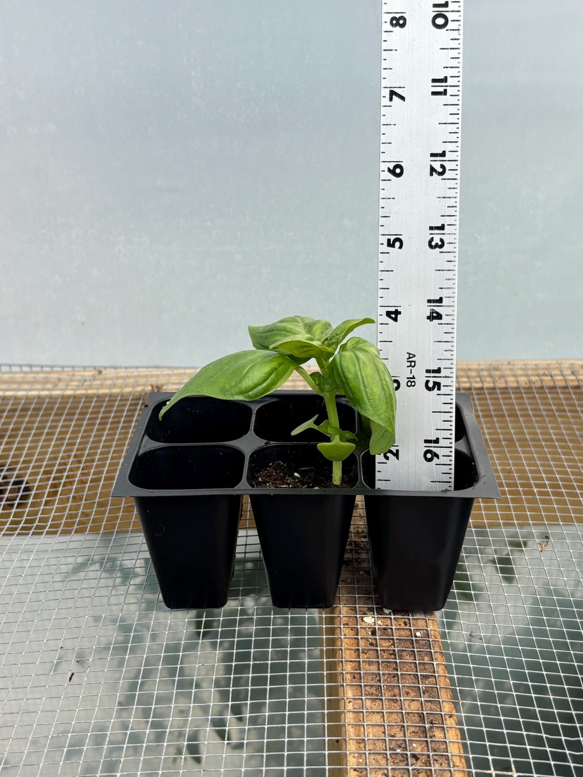 Basil Herb Live Plant – Seedlings/Plugs and Plants – 3″- 12″ tall – 30-60