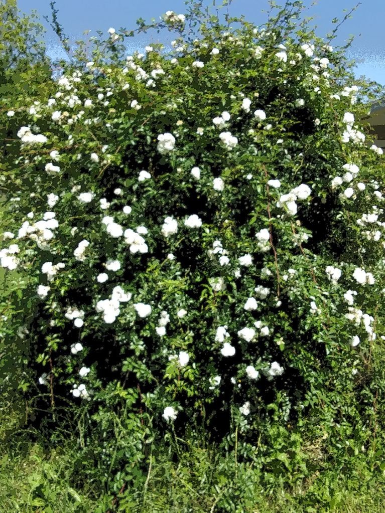 White Climbing Rose – Live Plant