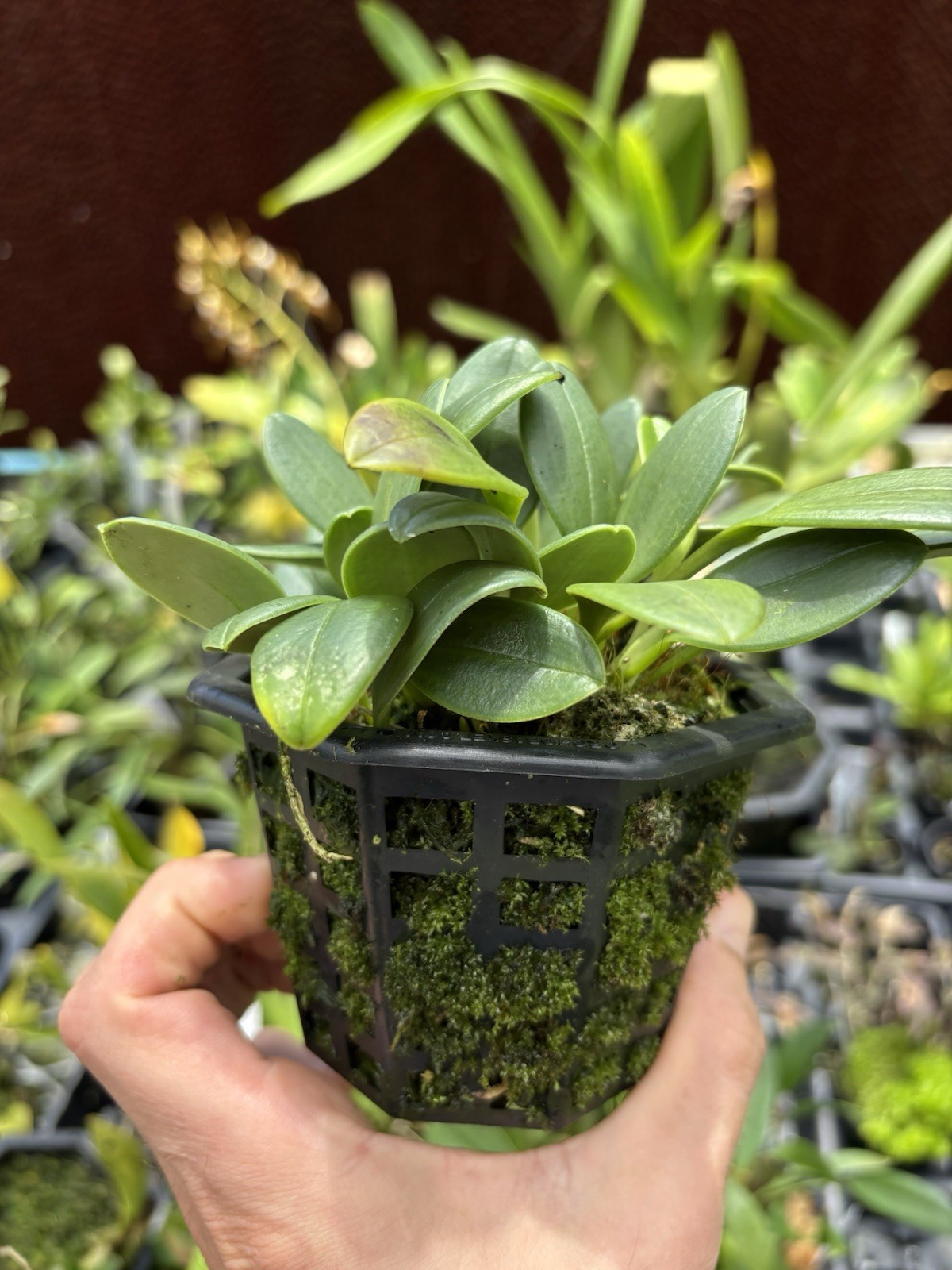 Masdevallia arangoi intermediate Growing Miniature Orchid Species