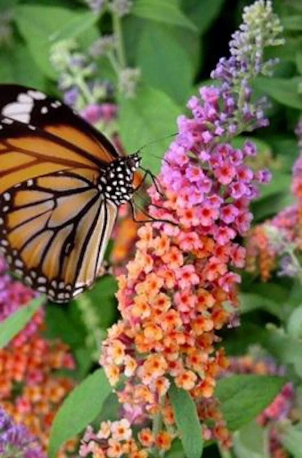 BICOLOR BUTTERFLY BUSH HARDY PERENNIAL PLANT GROWS 6-8 FEET TALL SHOWY BUDDLEIA