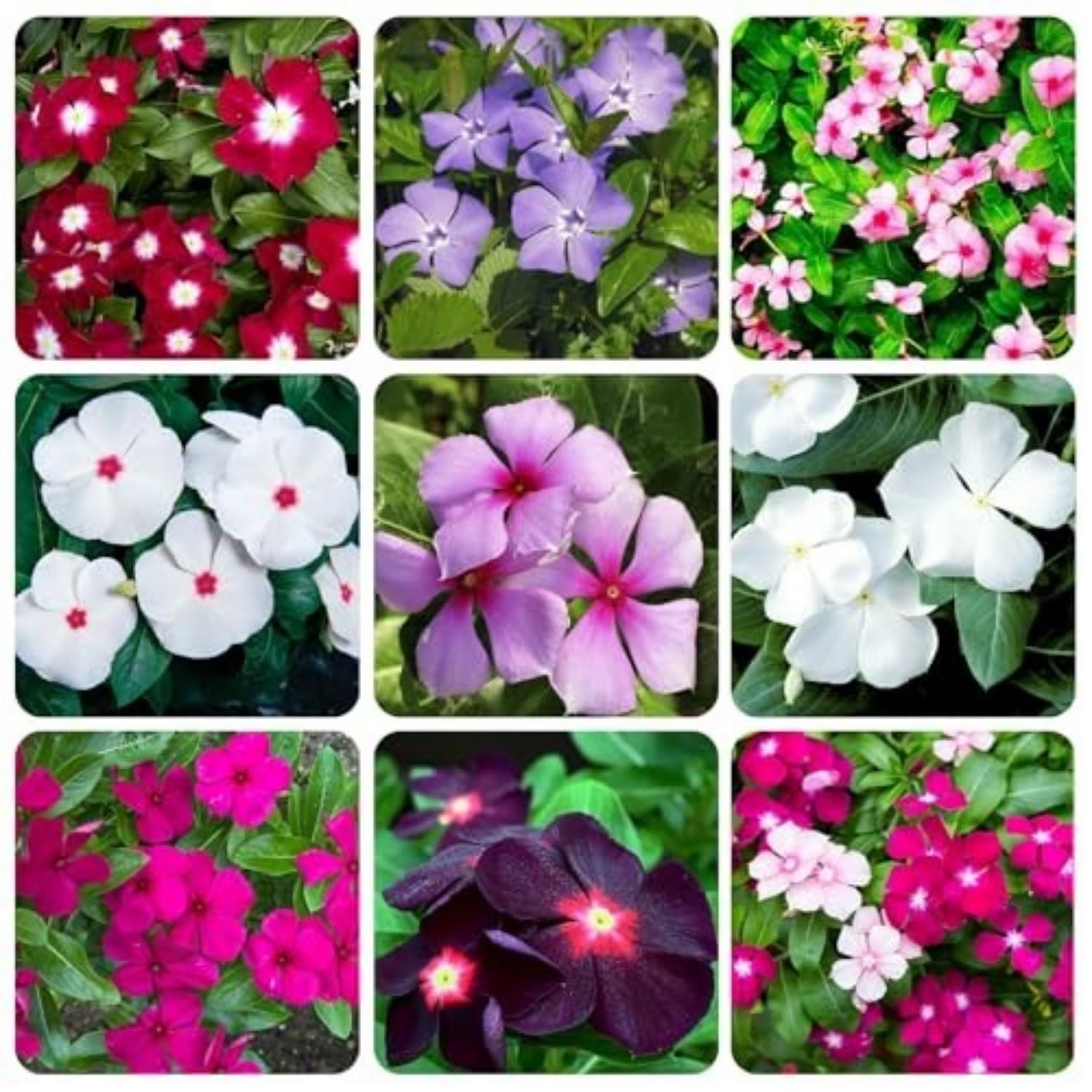 1100+ Perennial Vinca Periwinkle Flower Seed for Planting Outdoor-Non-GMO Hei