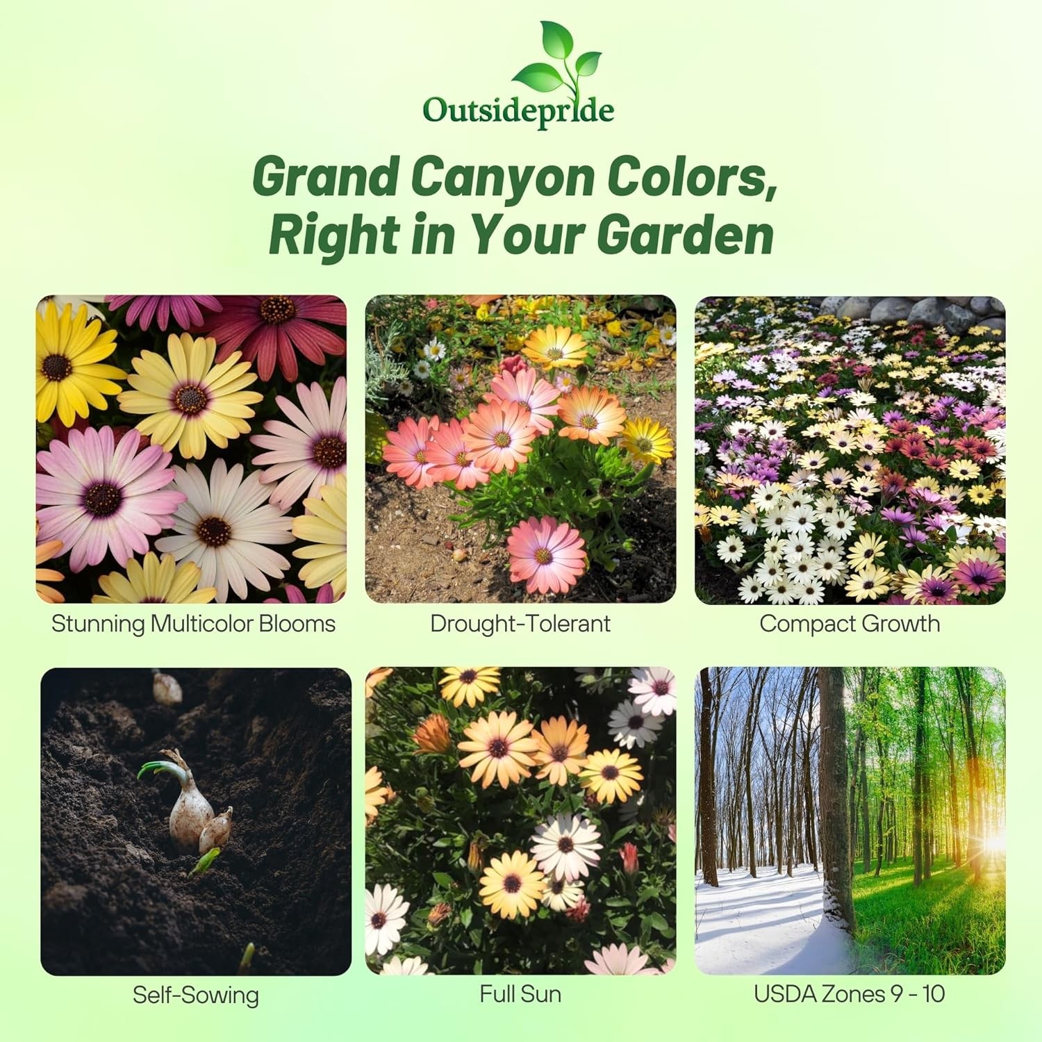 20 Seeds Drought Tolerant Osteospermum African Daisy Grand Canyon Garden