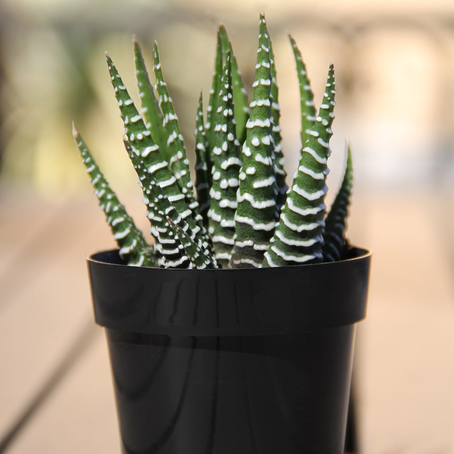 Altman Plants Assorted Succulents 12-Pack Live Houseplants Easy Care Indoor