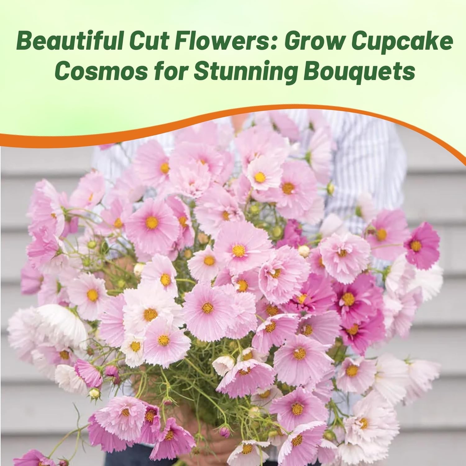 100 Seeds Cosmos Bipinnatus Cupcakes Seed Mix For Planting – Blush Cut