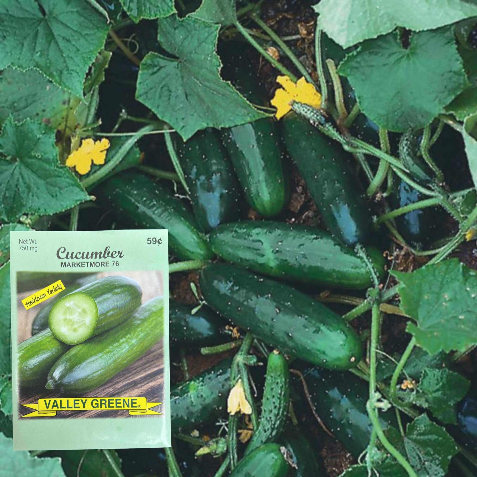 Valley Greene 750mg Cucumber Marketmore 76 Seeds: 2CT