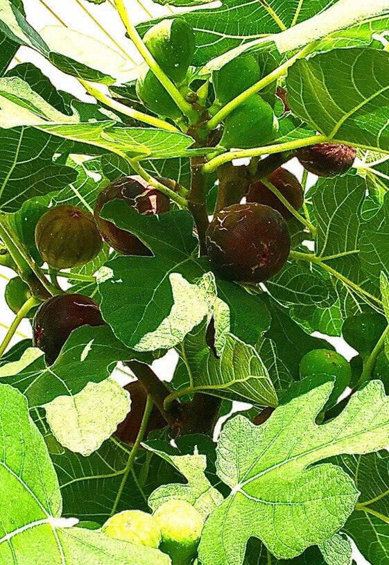 Organic Fig Tree 3 Cuttings —Hardy Chicago