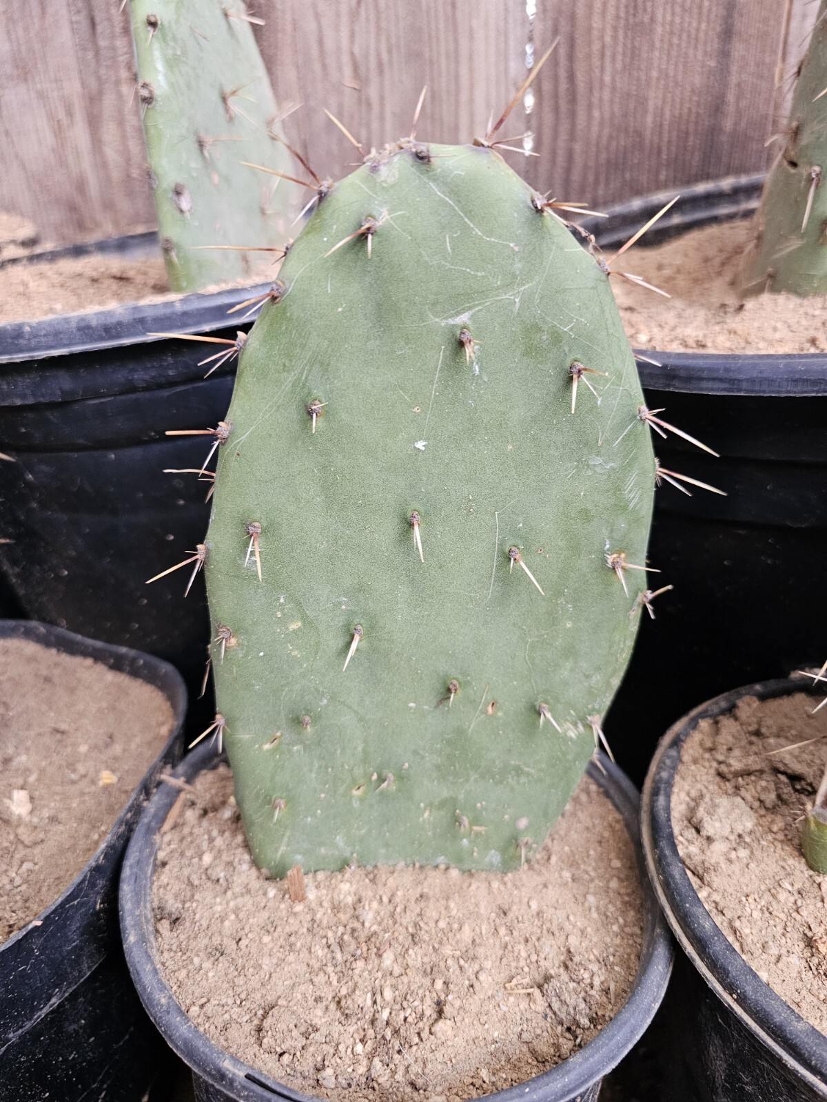 Opuntia Littoralis, Coastal Prickly Pear; 2 pads 4-7″ tall