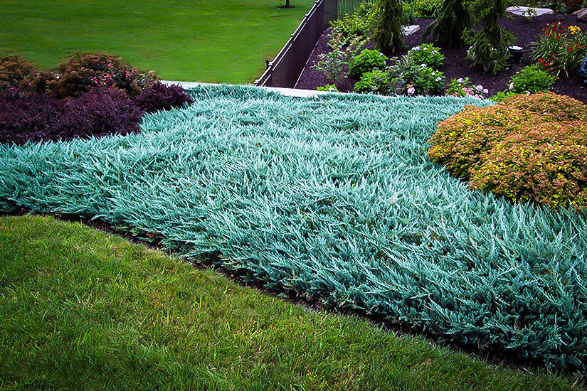 Juniper Blue Rug Juniperius 15 Plants in 3-1/2 inch Pots