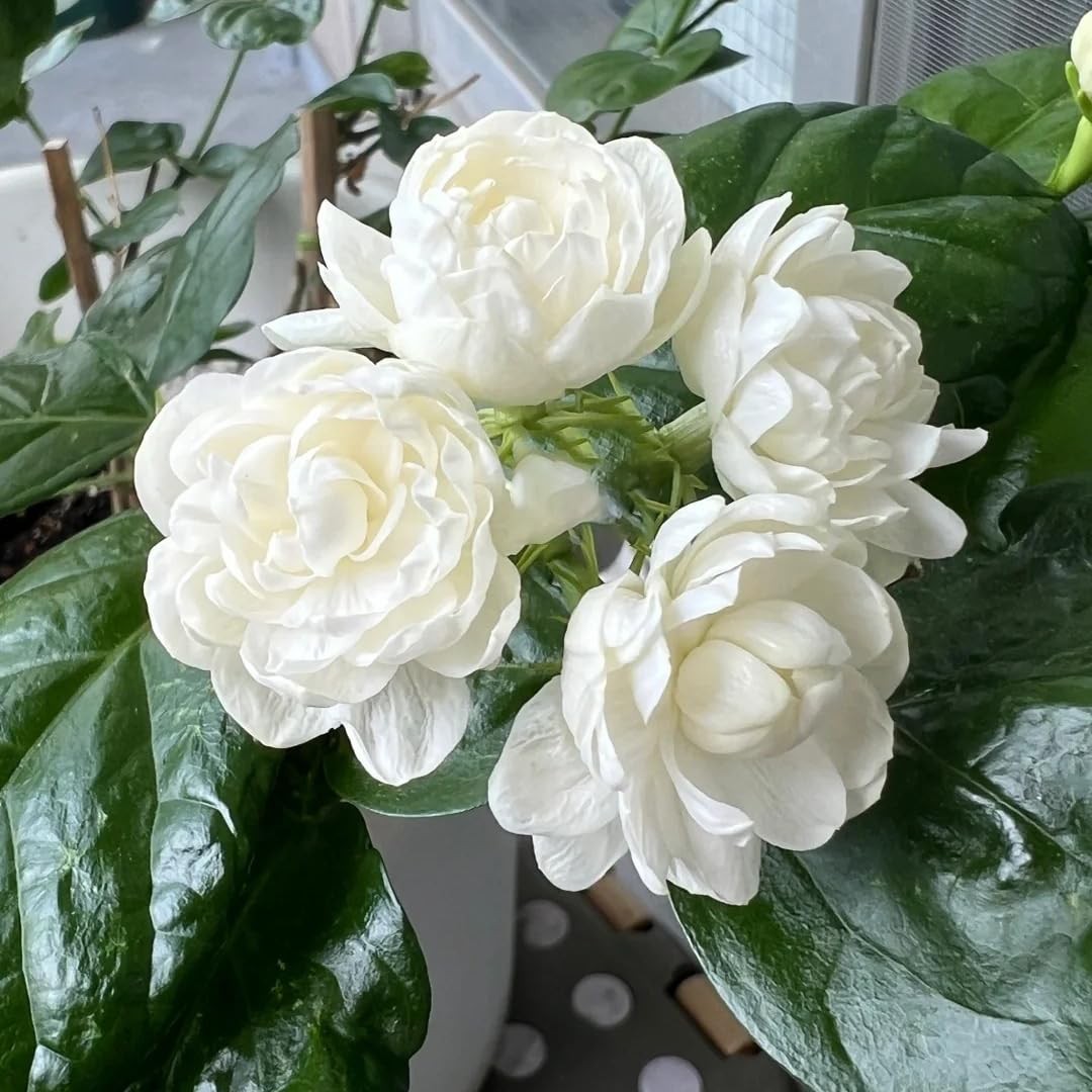 Jasmine Flower Seeds Sambac 300+ Double Fragrant Heirloom