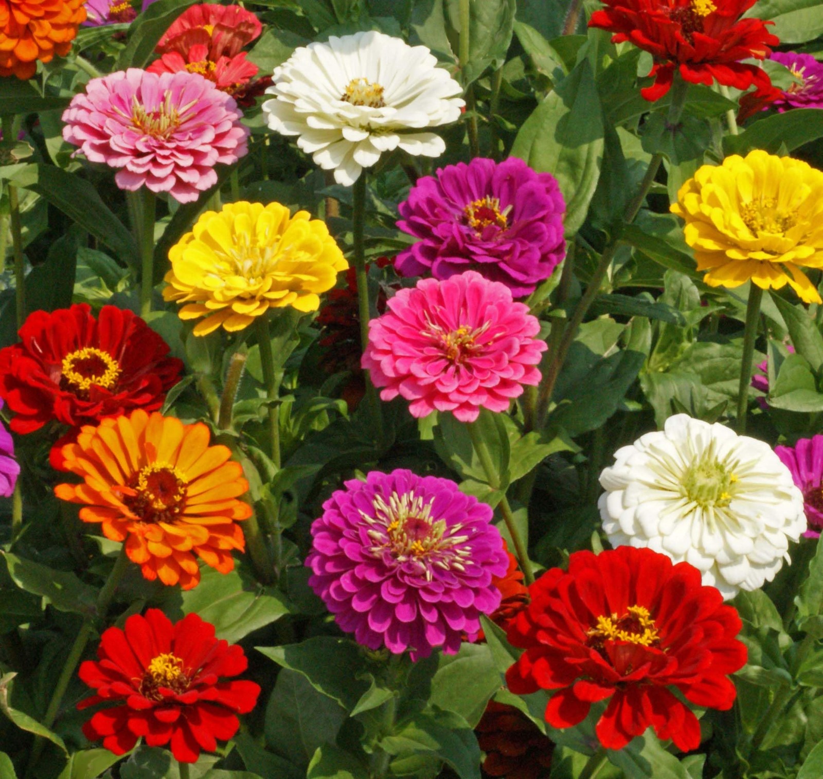 Zinnia California Giant Mix Nice 5,000 Seeds, Orange,Pink,Purple,Yellow