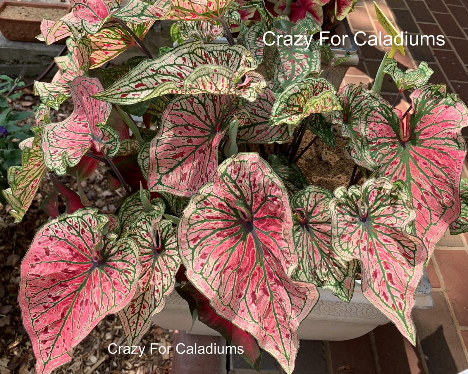 Caladium ‘Spicy Lizard’ Size #2 (2 BULBS)( (You get 2 bulbs)