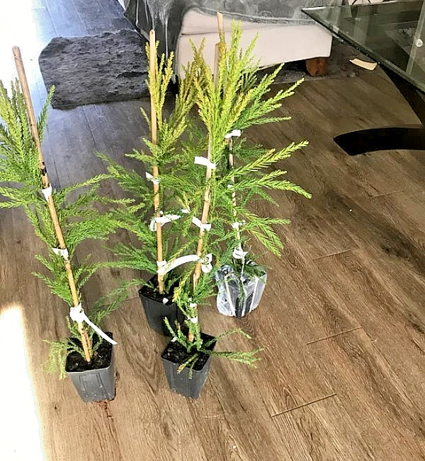Cryptomeria Yoshino Japanese Cedar Live Tree – 6-10″ Tall – 1 Quart – Zones 6-9