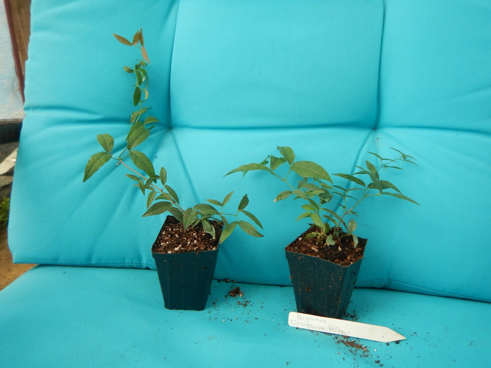 BIGNONIA “YELLOW” CROSSVINE*Rooted Starter Plant*USA SELLER*ATTRACTS BUTTERFLIES