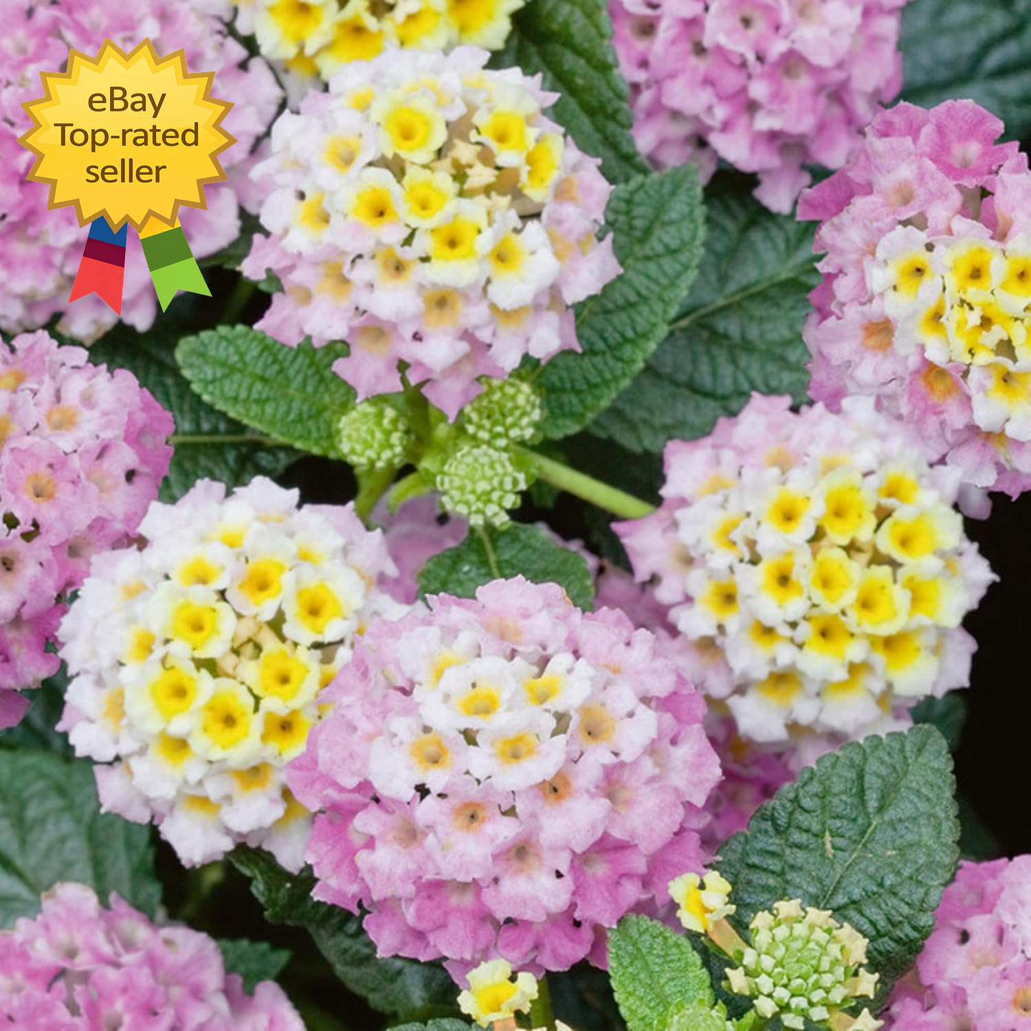 300 Mixed Lantana Flower Seeds Colorful Garden Plants Attract Butterflies Bees