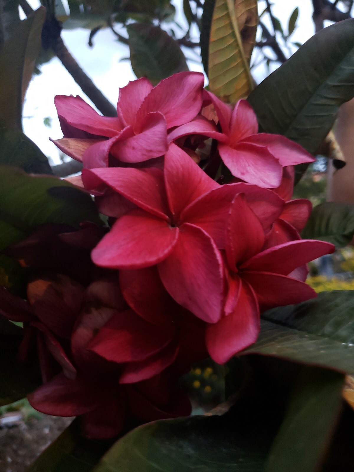 2 PLUMERIA Wildfire Red Rare CUTTINGs ~ 9 to 12 inches tall