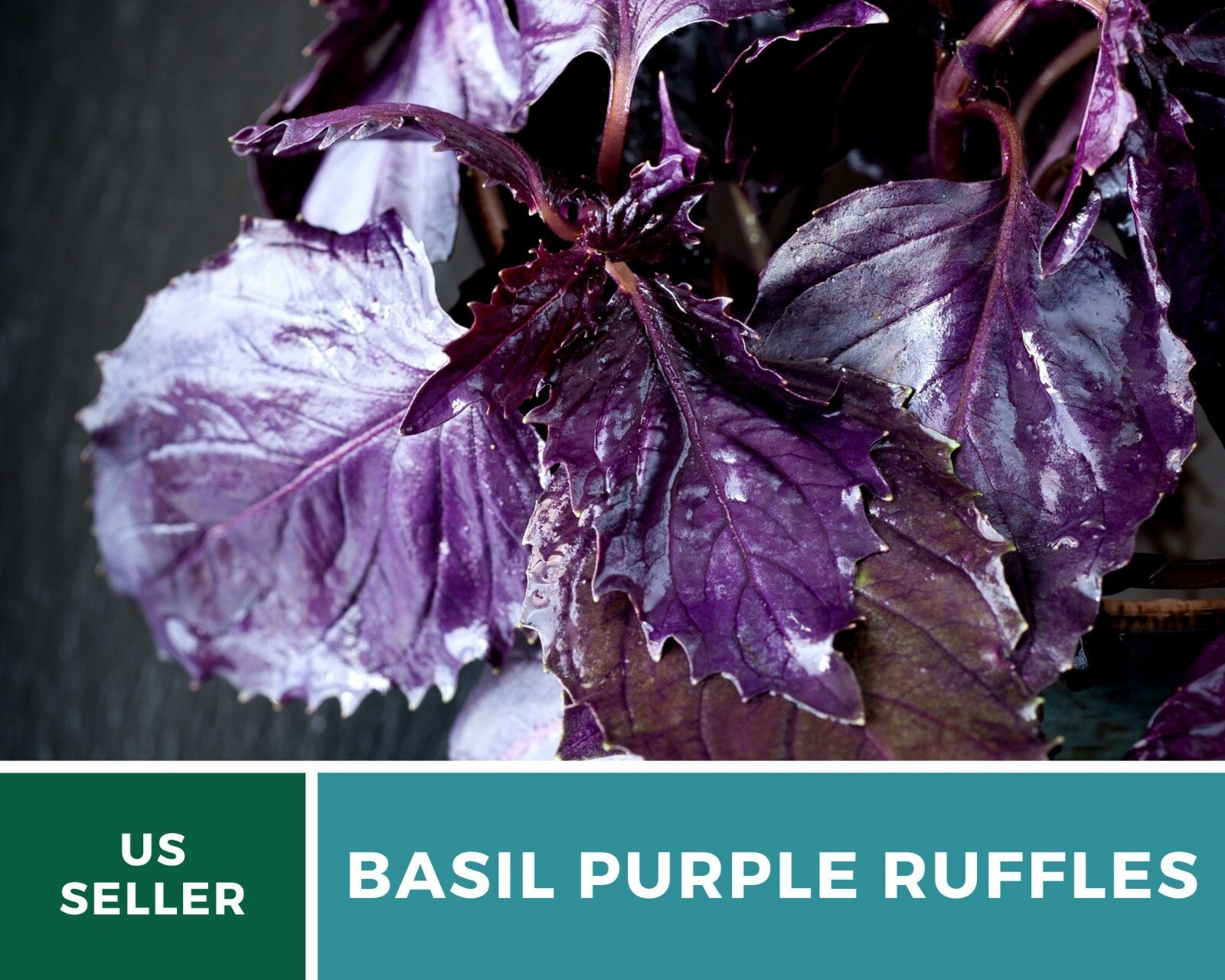 Basil, Purple Ruffles – 100 Seeds, Heirloom Herb (Ocimum basilicum)