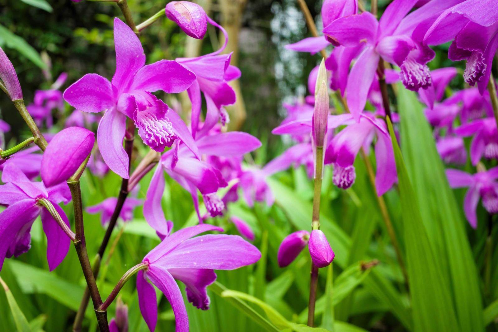 50 Hardy CHINESE GROUND ORCHID Bletilla Striata Purple Flower Seeds