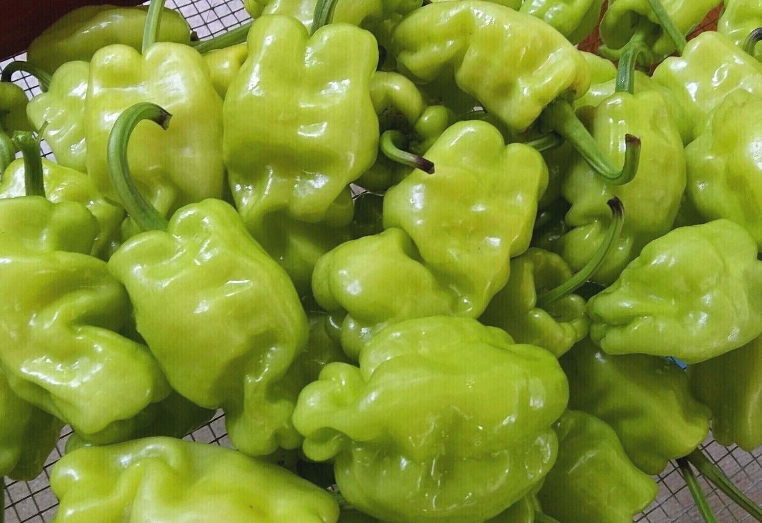 DRAGON’S TOE Hot Pepper Seeds – 25+ seeds Organically Grown in TN