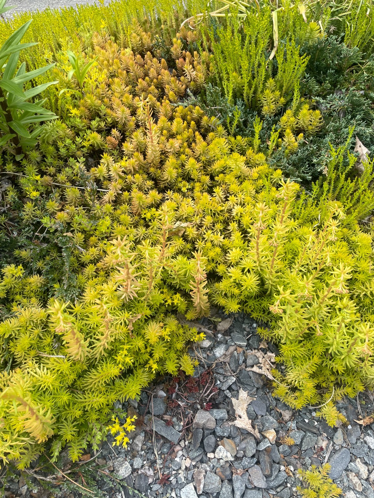 Stonecrop Sedum -Petrosedum rupestre -Prick-madam – 14 plants