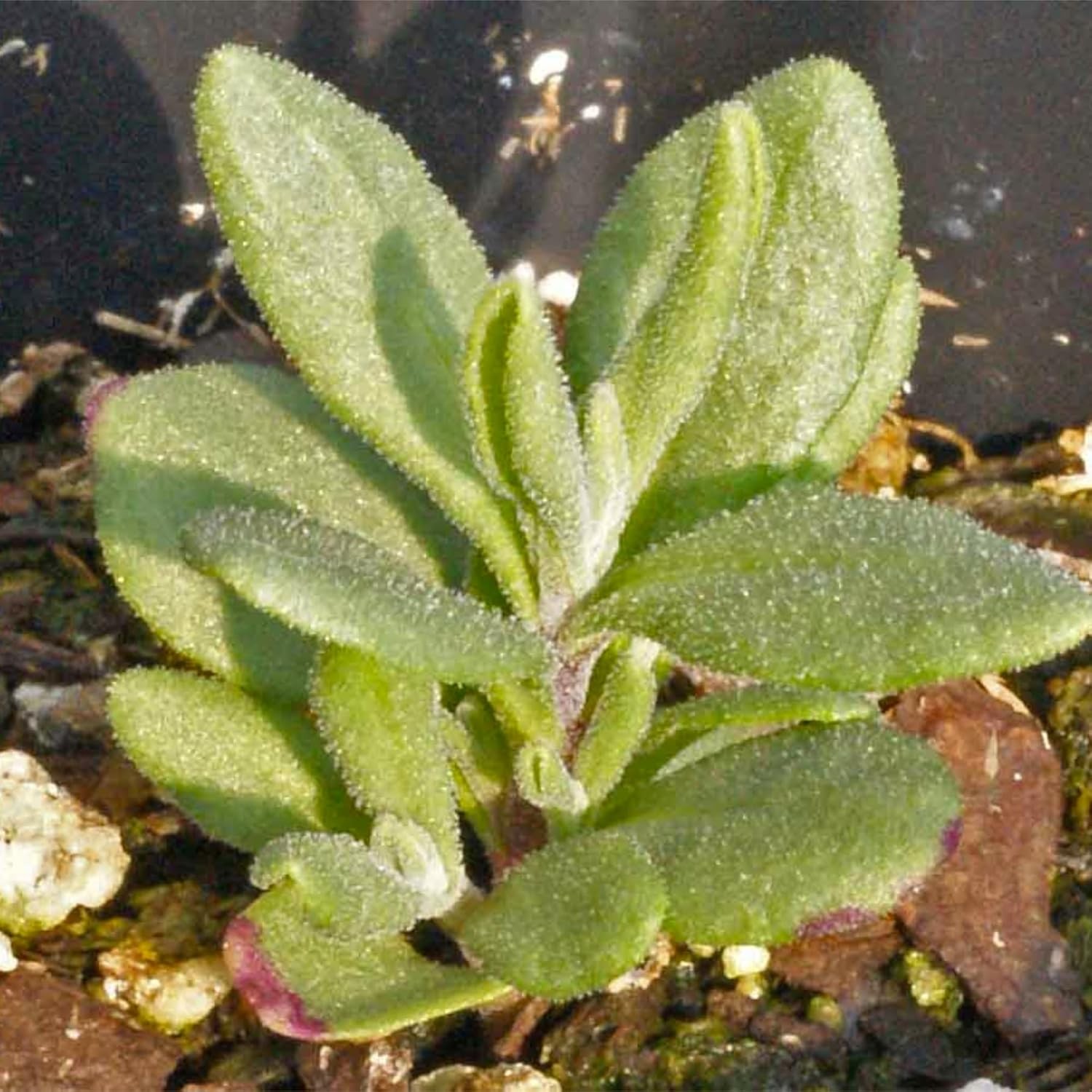 Lavender Seeds for Planting a Variety of Lavandula Plants (4 Packs)