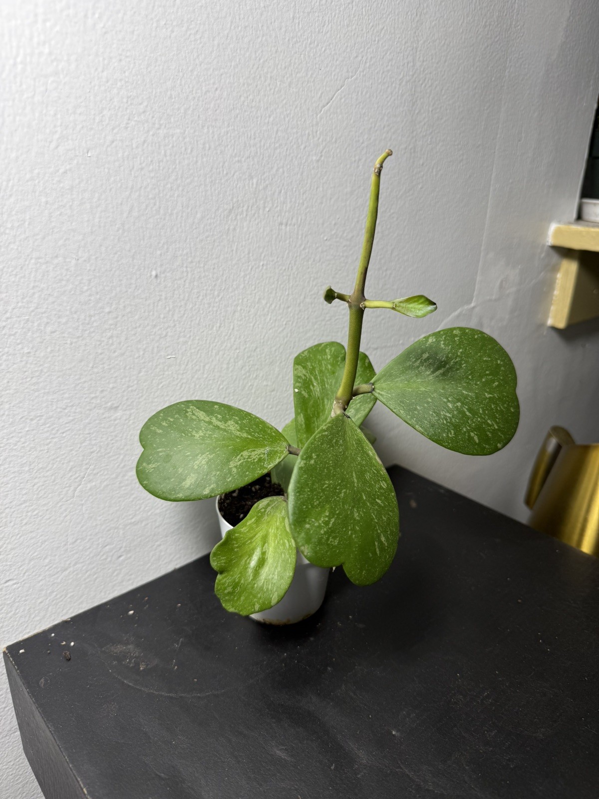 Hoya Kerrii Silver – Fully Established Plant
