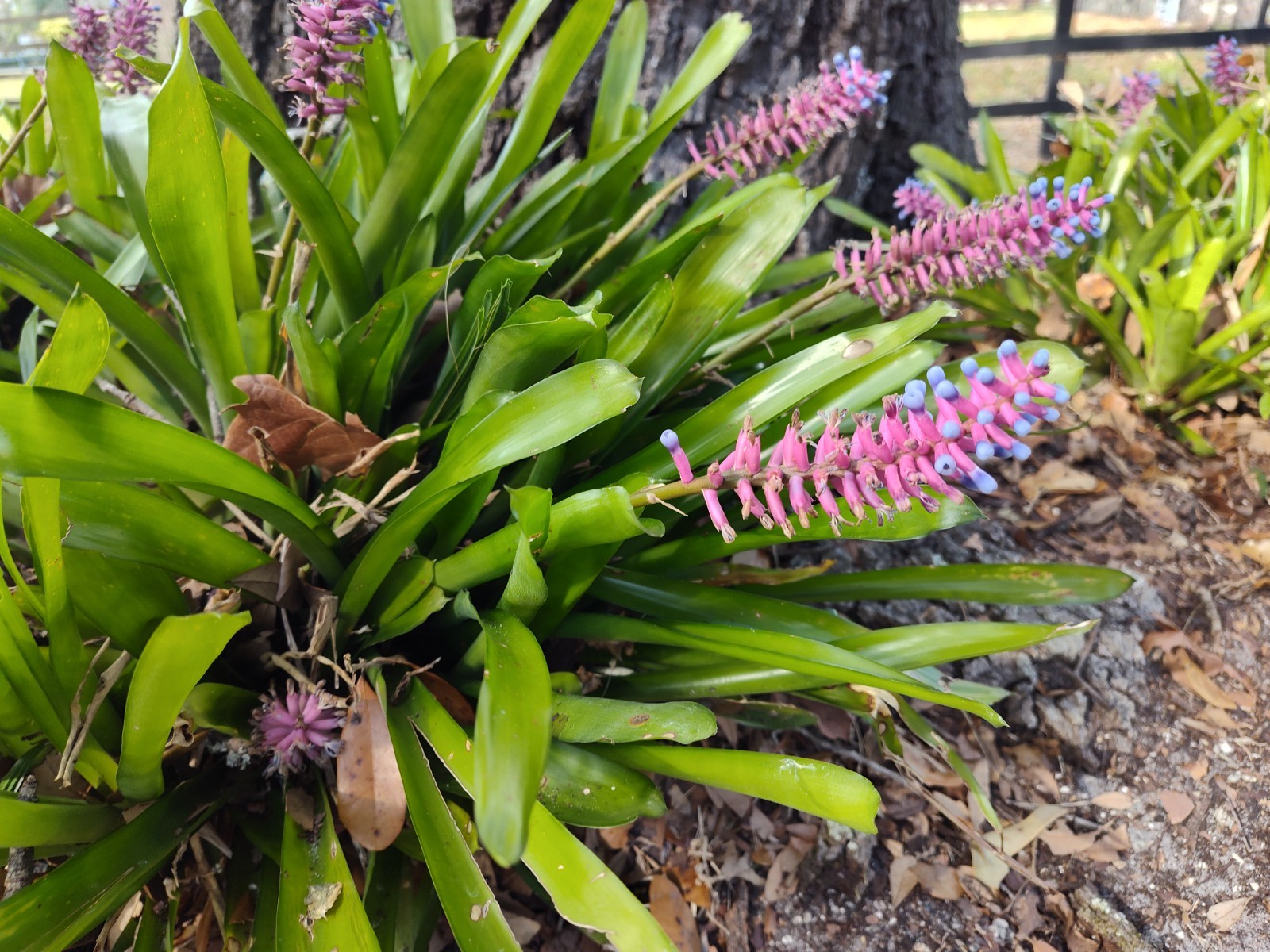 Matchstick Bromeliad Aechmea Gamosepala 8-10 Inches Fresh Florida One Piece