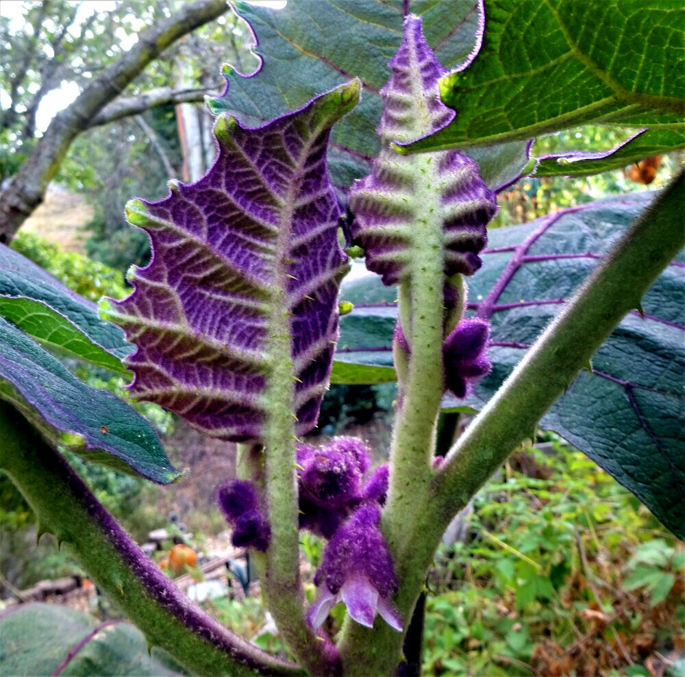 Naranjilla Orange Tree Seeds (Solanum quitoense) “Lulo Quito” Garden Fruit Plant