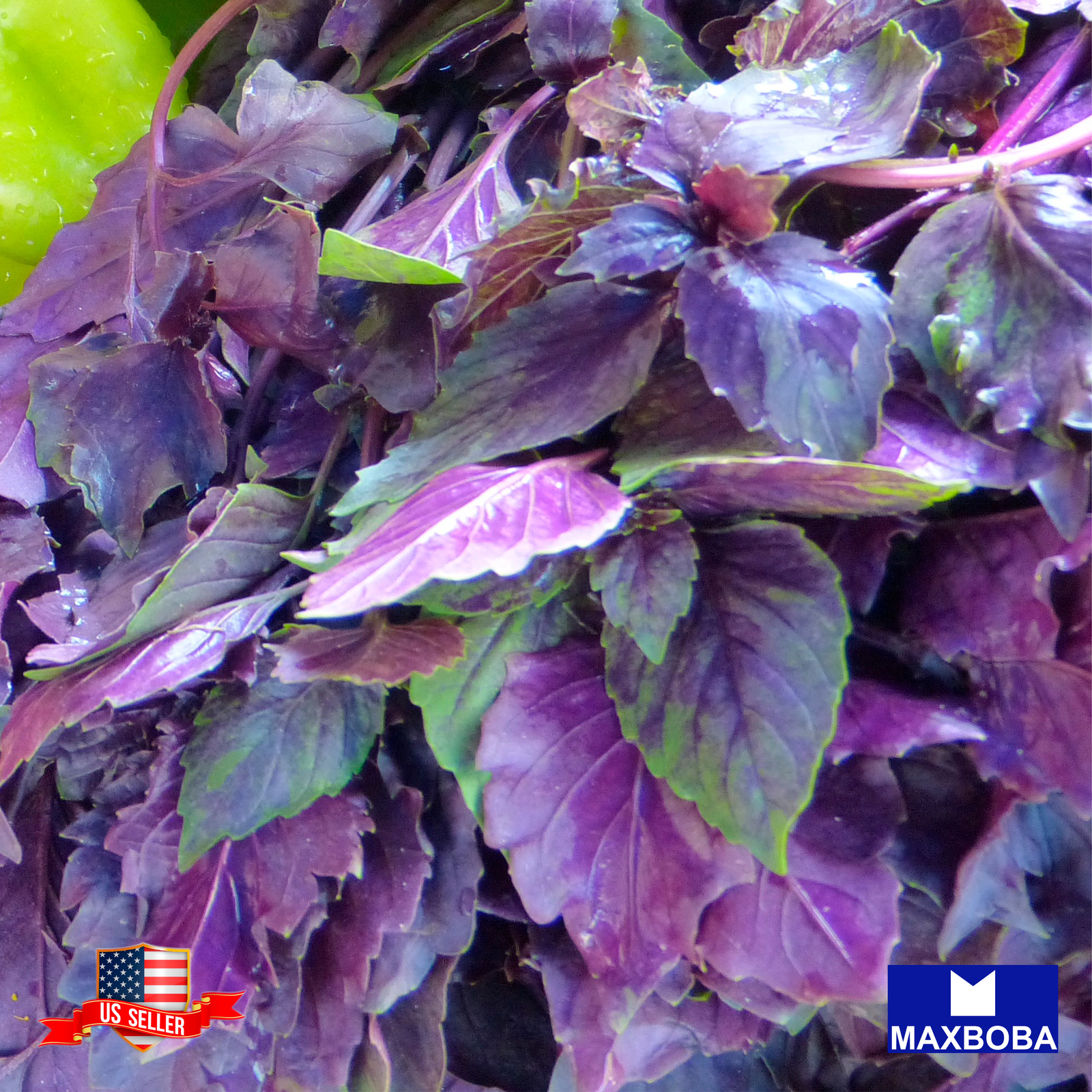Fresh!!Red Leaf Holy Herb Seeds Basil – Non-GMO Heirloom Garden