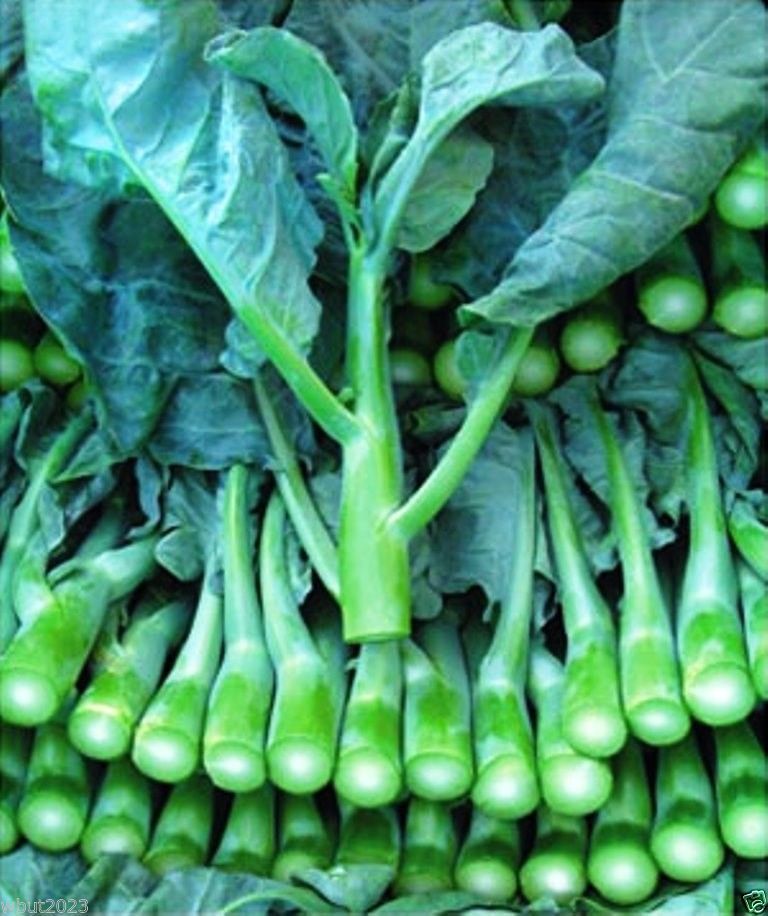 AUTHENTIC Blue Chinese Kale Kailaan Chinese Broccoli Gai Lan Pak Choy Seeds Choi