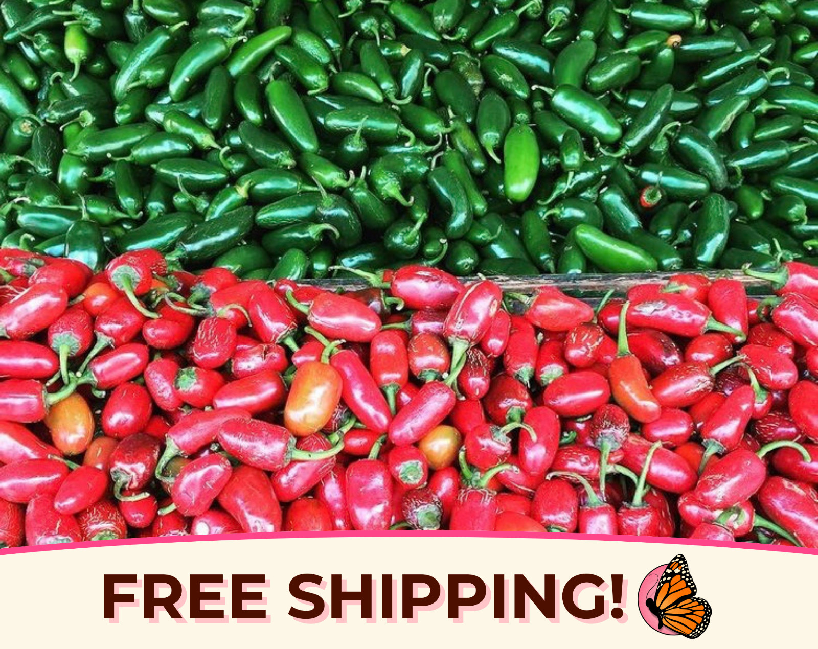 250+ Hot Jalapeno Pepper Seeds | Heirloom, Non-GMO, Vegetable Garden Seed Pack