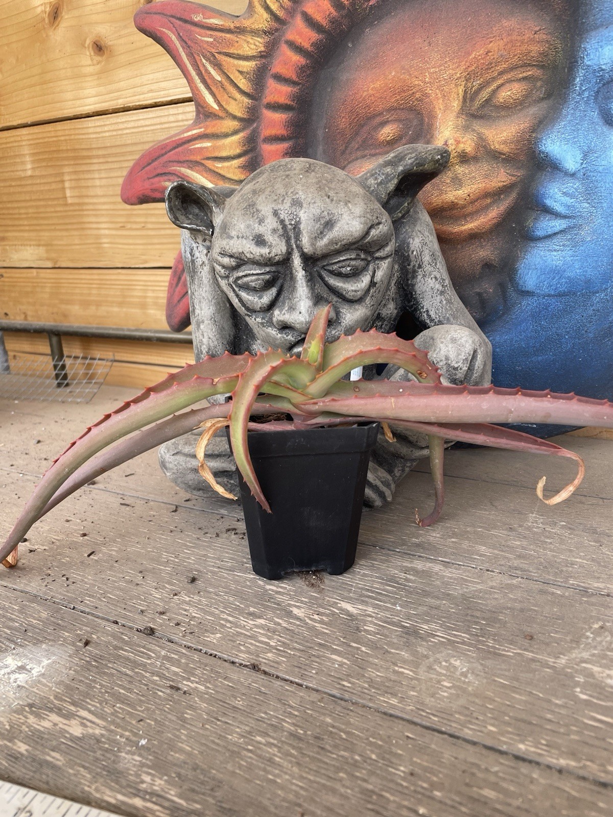 Aloe VANBALENII — rare OCTOPUS aloe seedling — SUPER NICE!!