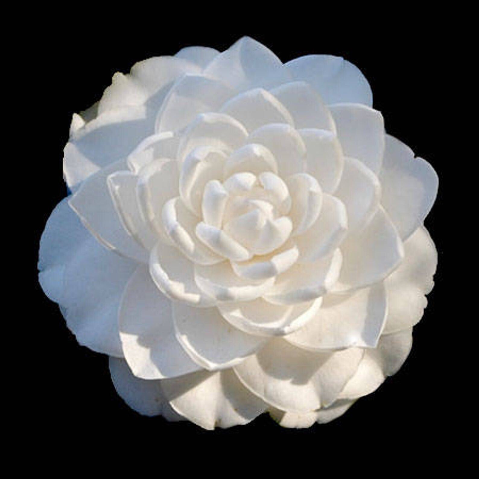 Seafoam~~Camellia Japonica-Live Starter Plant -Highly Variable Blooms!