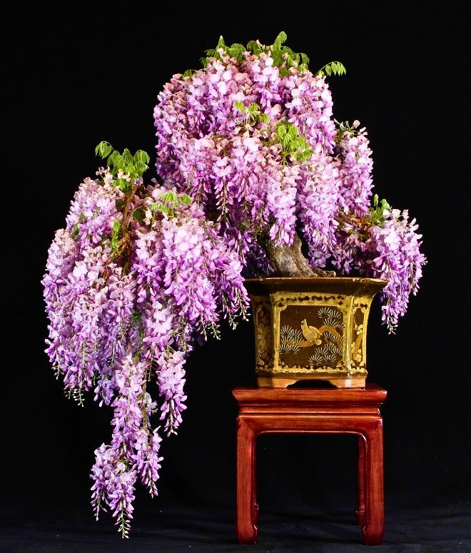 100 Purple Wisteria Flowering Bonsai Tree Seeds & FREE Growing Guide – USA 2026