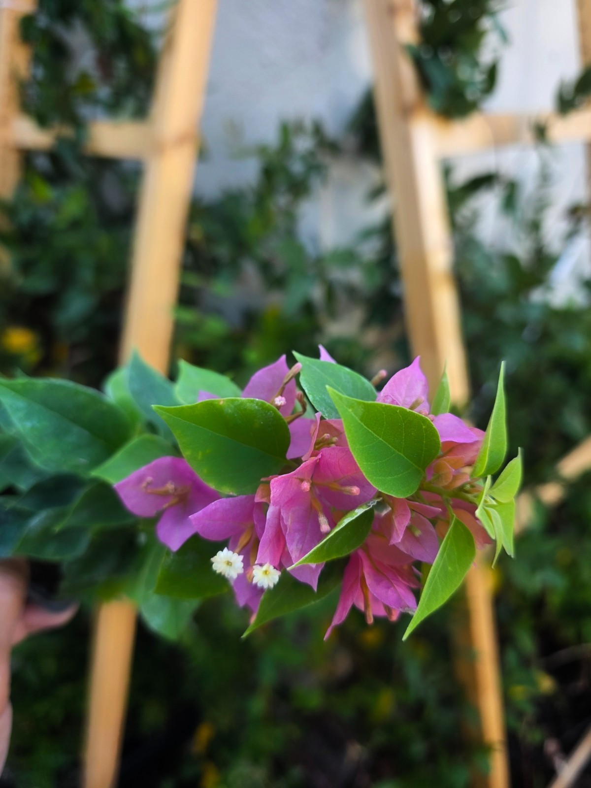 Bougainvillea Torch Glow – Live starter plant in 3 inch pot – California Grown