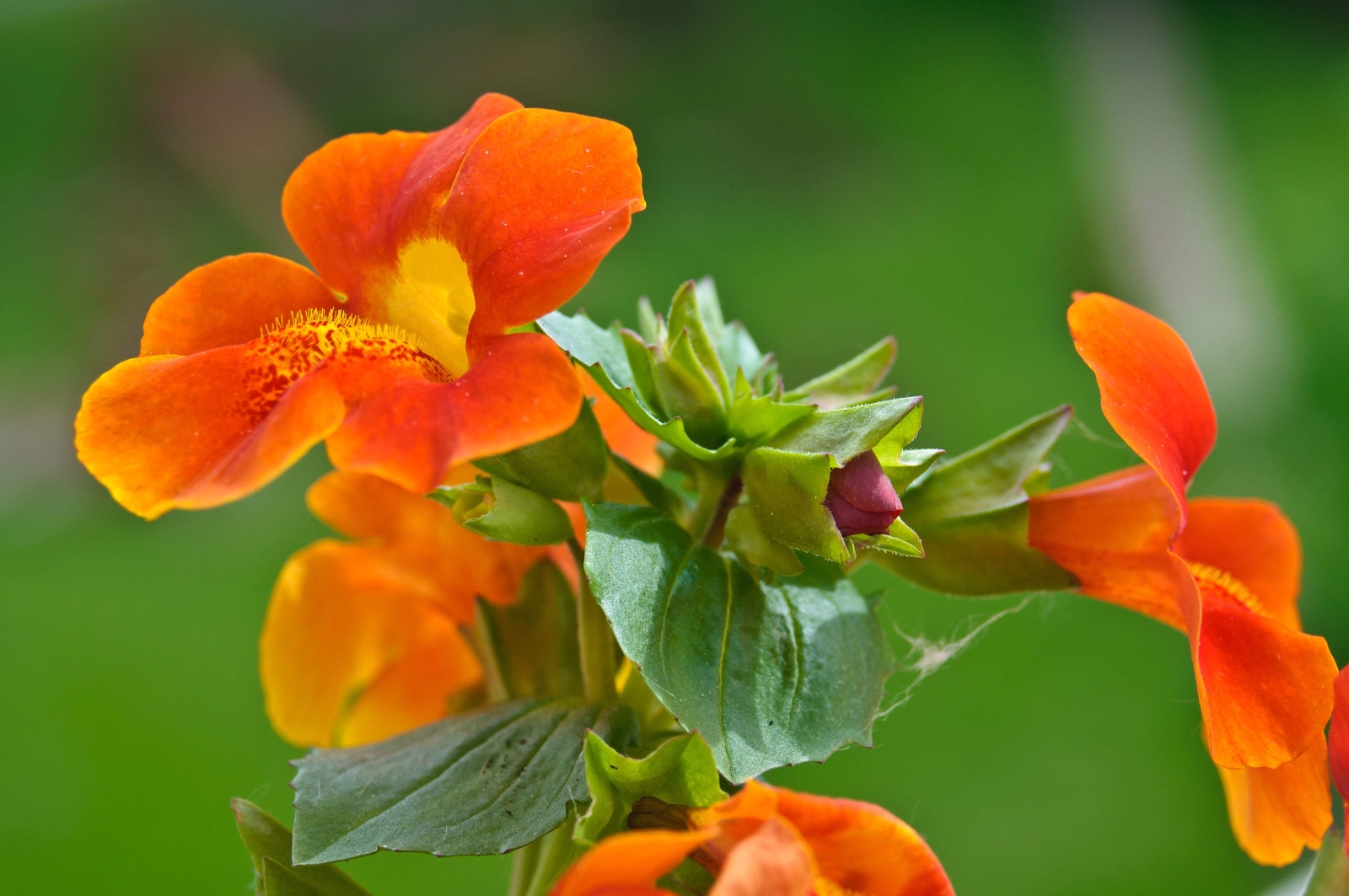 100 Twinkle ORANGE MONKEY FLOWER Mimulus Seeds *Flat S/H