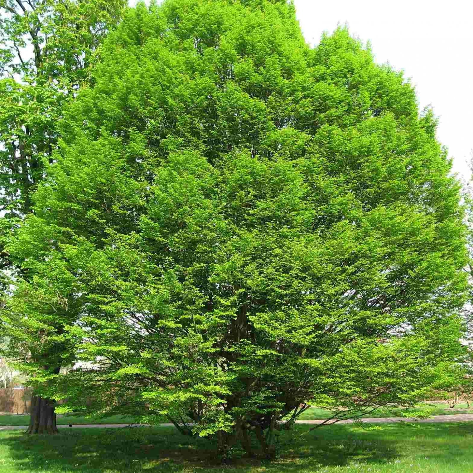 EUROPEAN HORNBEAM Carpinus Betulus 10,20 SEEDS